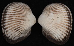 Anadara kagoshimensis