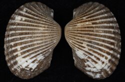 Anadara granosa