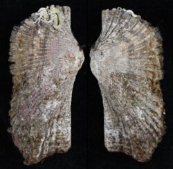 Arca noae