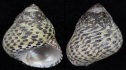 Phorcus turbinatus