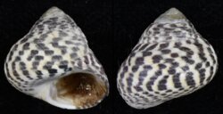 Phorcus turbinatus
