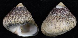 Phorcus lineatus