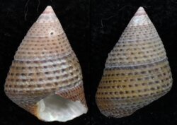 Prothalotia pulcherrima