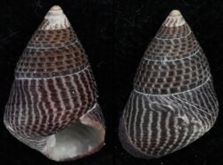 Prothalotia pulcherrima