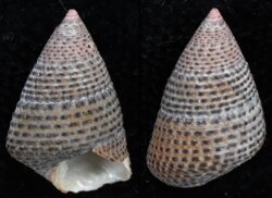 Prothalotia pulcherrima
