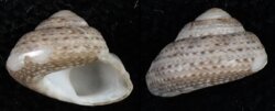 Gibbula philberti