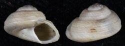 Gibbula philberti