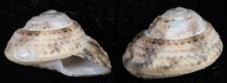 Gibbula philberti
