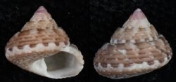 Gibbula latior