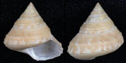 Calliostoma consors