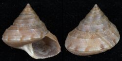 Calliostoma consors