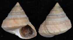 Calliostoma consors