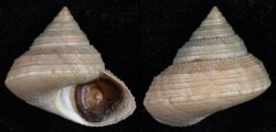 Calliostoma consors