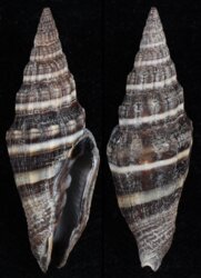 Vexillum intermedium