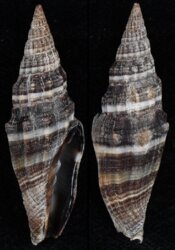 Vexillum intermedium