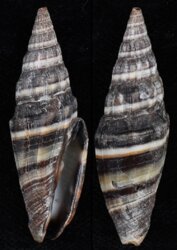 Vexillum intermedium