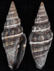 Vexillum intermedium