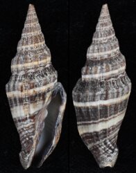 Vexillum intermedium