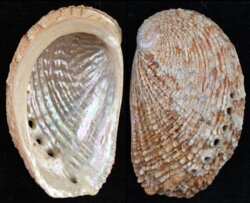 Haliotis squamosa