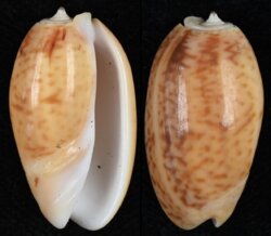 Oliva bulbosa fma aurata