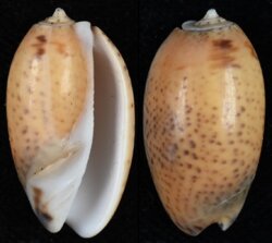 Oliva bulbosa fma aurata