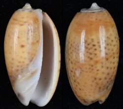 Oliva bulbosa fma aurata