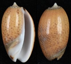 Oliva bulbosa fma aurata