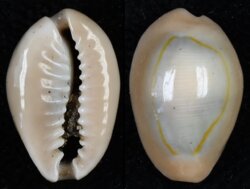 Monetaria annulus