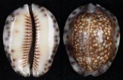 Mauritia depressa dispersa