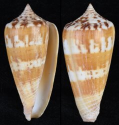 Phasmoconus janus