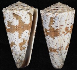 Rhombiconus imperialis