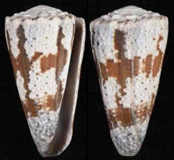Rhombiconus imperialis
