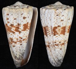 Rhombiconus imperialis