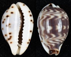 Palmadusta diluculum diluculum