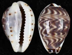 Palmadusta diluculum diluculum