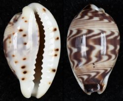 Palmadusta diluculum diluculum