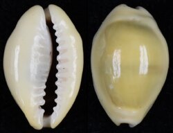 Monetaria moneta fma icterina