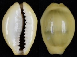 Monetaria moneta fma icterina