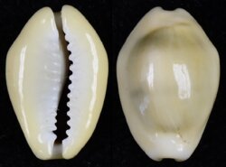 Monetaria moneta fma icterina