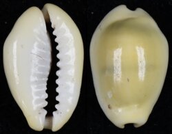 Monetaria moneta fma icterina