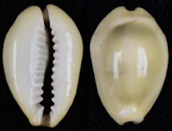 Monetaria moneta fma icterina
