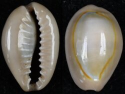 Monetaria annulus