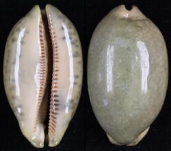 Mauritia eglantina