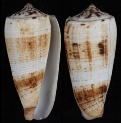 Pionoconus epistomium