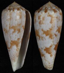 Afonsoconus kinoshitai