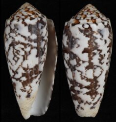 Pionoconus striatus striatus