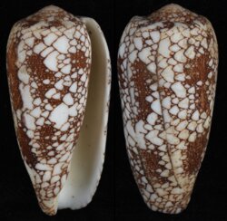 Darioconus amoria