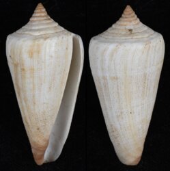 Calibanus furvus