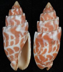 Mitra stictica