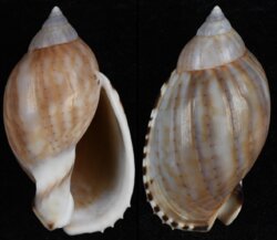 Casmaria erinacea